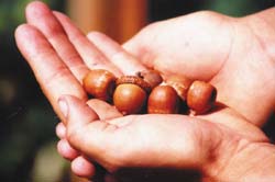 Nice fat, ripe acorns, ready to be used for acorn meal or flour