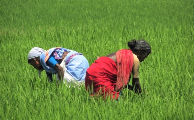 Using bio-fertilizers, farmers in Tamil Nadu are reviving agricultural lands that were choked by salt deposits in the aftermath of the 2004 Asian tsunami. Credit: Jency Samuel/IPS