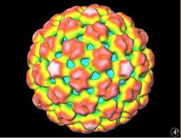 Cauliflower Mosaic Virus