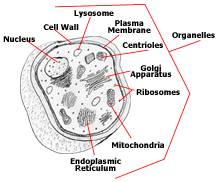 http://cdn3.drsircus.com/wp-content/uploads/2013/12/fungus4.jpg