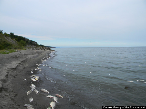 fish kill lake erie